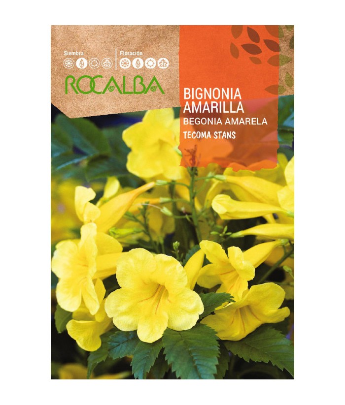 BIGNONIA AMARILLA TECOMA 1GR