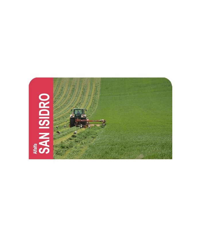 SEMILLA ALFALFA SAN ISIDRO GRANEL  KG 