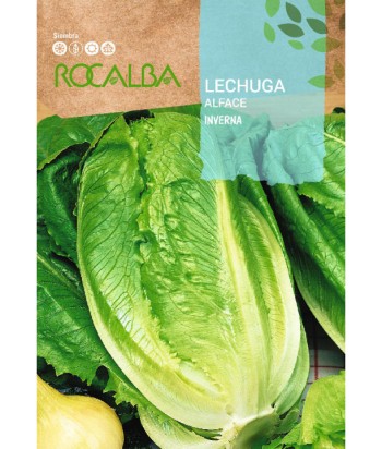 LECHUGA INVERNA 6Gr ROCALBA