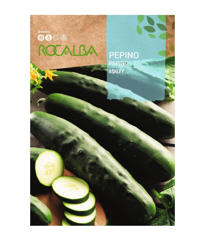 PEPINO ASHLEY ROCALBA 6G