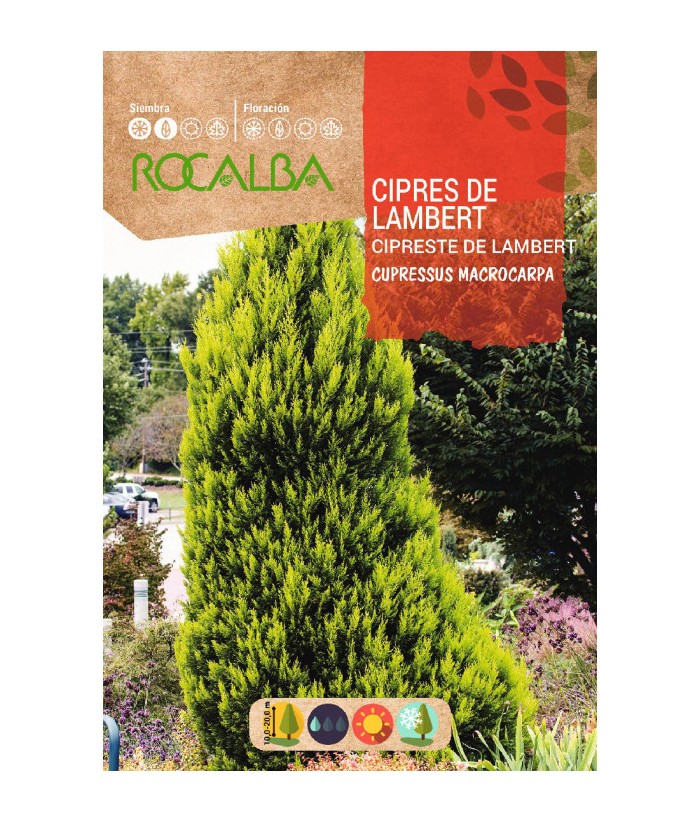 CIPRÉS DE LAMBERT 1GR ROCALBA