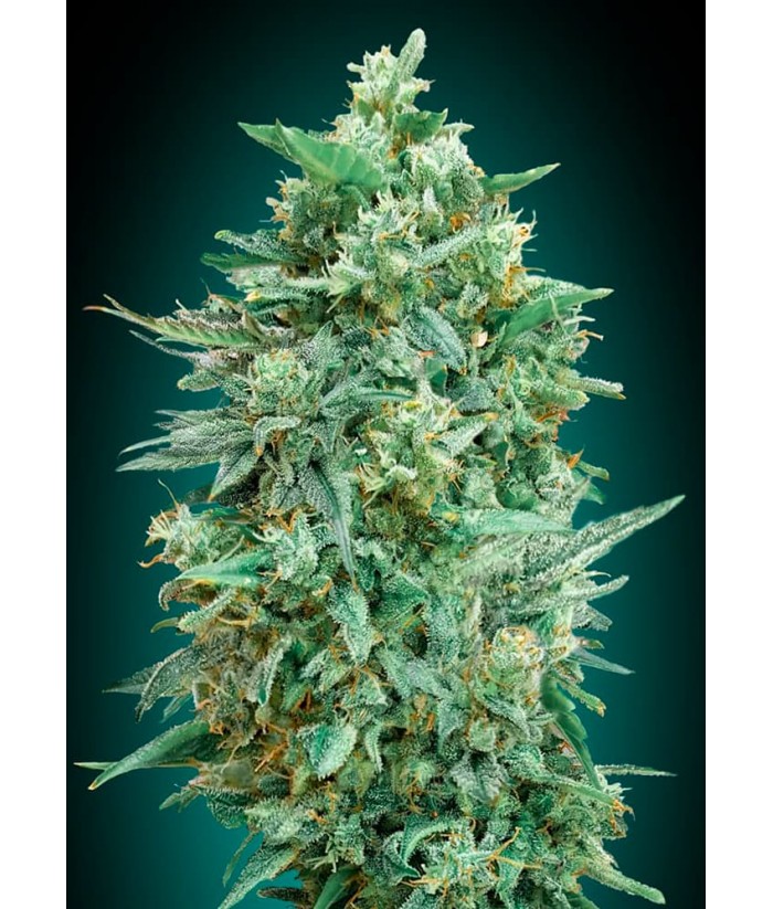 00 SEEDS AUTO NORTHERN LIGHTS XXL 5UDS