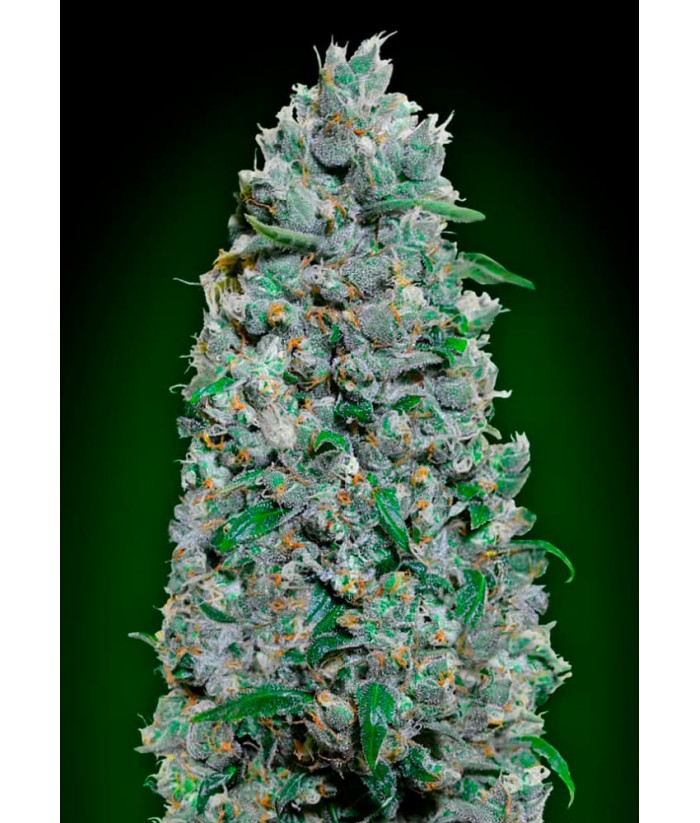 00 SEEDS AUTO AFGHAN MASS XXL 5UDS 