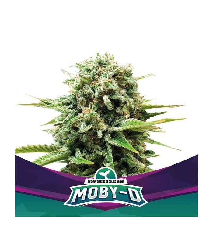 BSF AUTO MOBY-D XXL FEM 4UDS