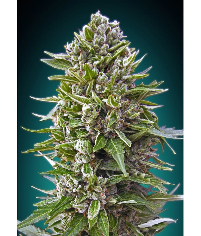 00 SEEDS AUTO NORTHERN LIGHTS 5UDS