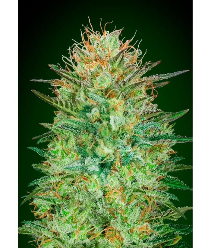 00 SEEDS AUTO SWEET CRITICAL 3UDS