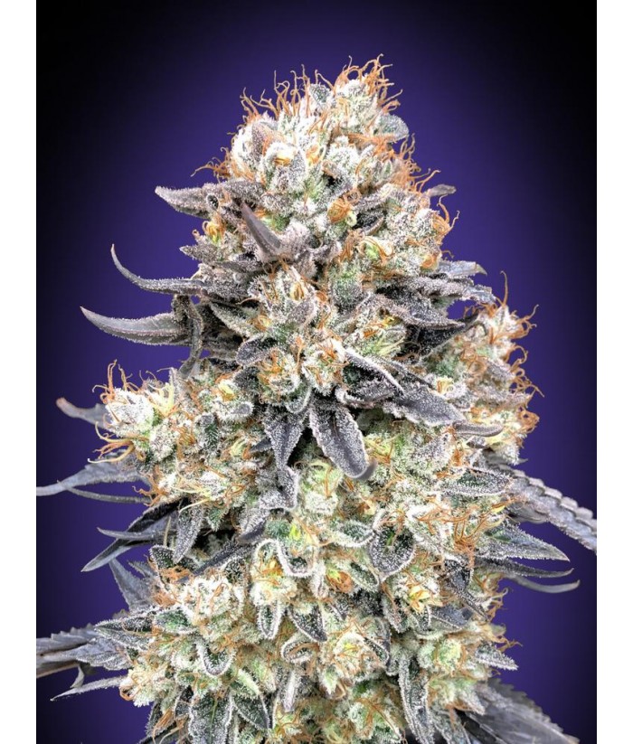 00 SEEDS AUTO PURPLE PUNCH 3UDS