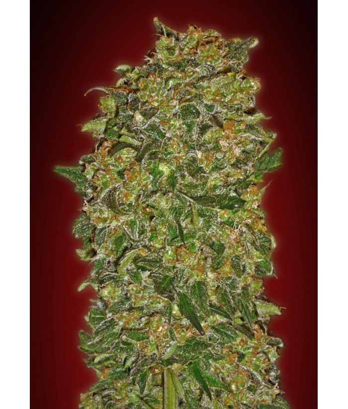 00 SEEDS FEM CHOCOLATE KUSH 3UDS