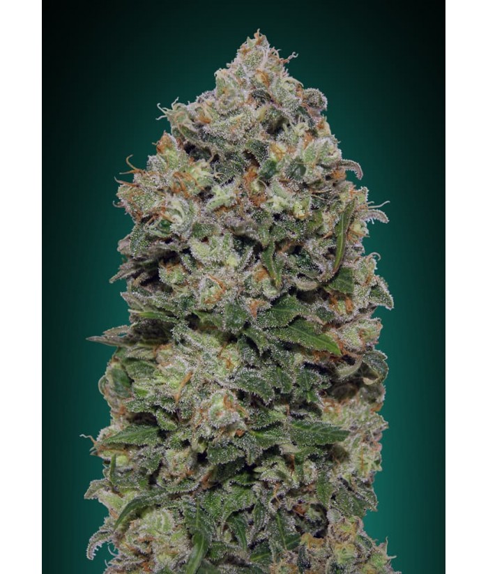 00 SEEDS FEM NORTHERN LIGHTS 3UDS 00 SEEDS FEM NORTHERN LIGHTS 3UDS
