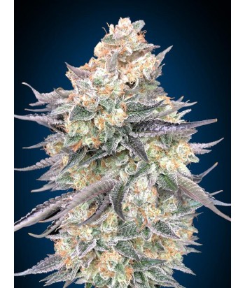 00 SEEDS FEM BLUE DREAM 3UDS