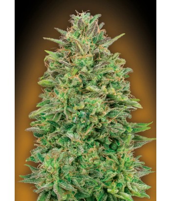 00 SEEDS FEM 00 SKUNK 5UDS