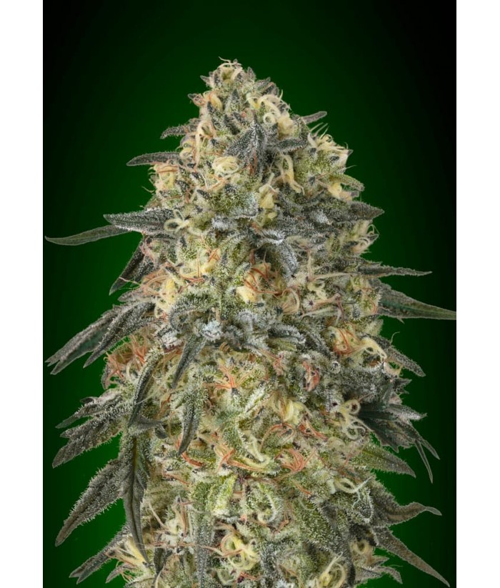 00 SEEDS GORILLA 5UDS