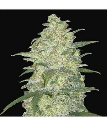 MONEY MAKER WHITE WIDOW GRANEL  UD 