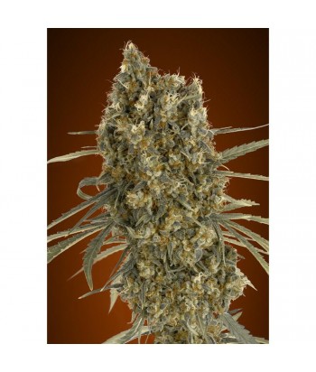 ADVANCED SEEDS AUTO JACK HERER  3 1UDS 