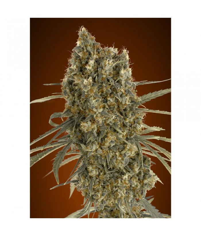 ADVANCED SEEDS AUTO JACK HERER  3 1UDS 