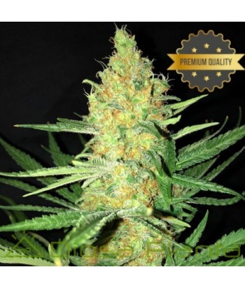 MONEY MAKER AUTO CRITICAL GRANEL  UD 