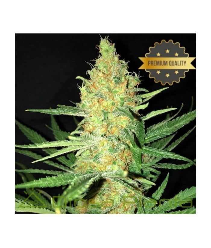 MONEY MAKER AUTO CRITICAL GRANEL  UD 