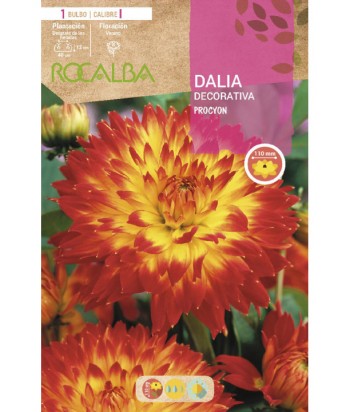 BULBO DALIA  DECORATIVA PROCYON ROCALBA