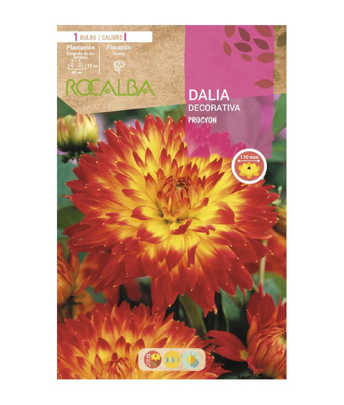 BULBO DALIA  DECORATIVA PROCYON ROCALBA