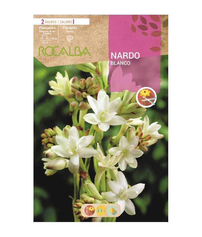 BULBO NARDO BLANCO ROCALBA