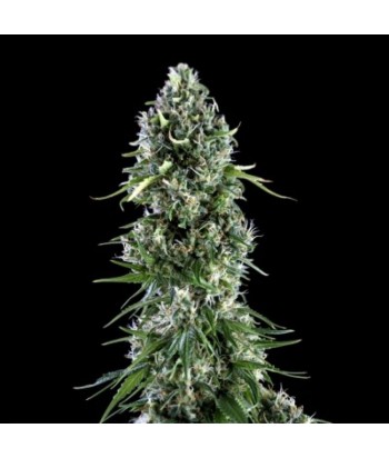 GENEHTIK FEM KRITIKAL BILBO X AK-47 5UDS