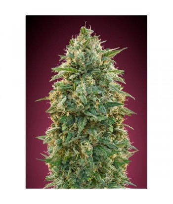 ADVANCED SEEDS FEM AMNESIA 4UDS