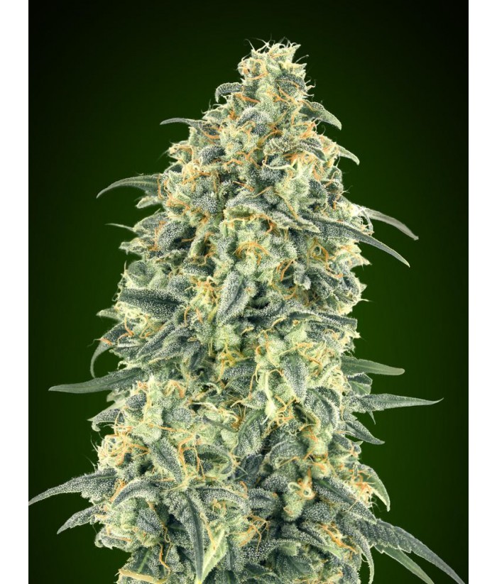 00 SEEDS AUTO WHITE WIDOW 3UDS