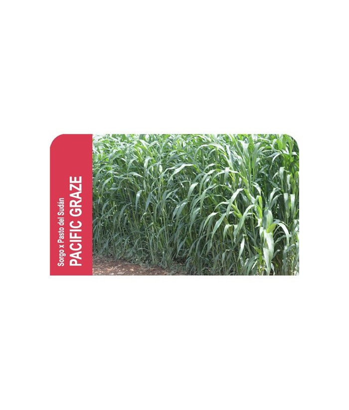 SORGO PASTO ADVANCE GRAZER  KG 