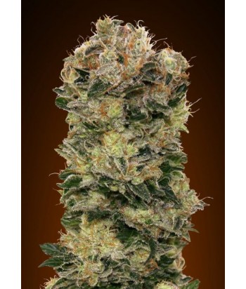 00 SEEDS AUTO SWEET SOMANGO 3UDS