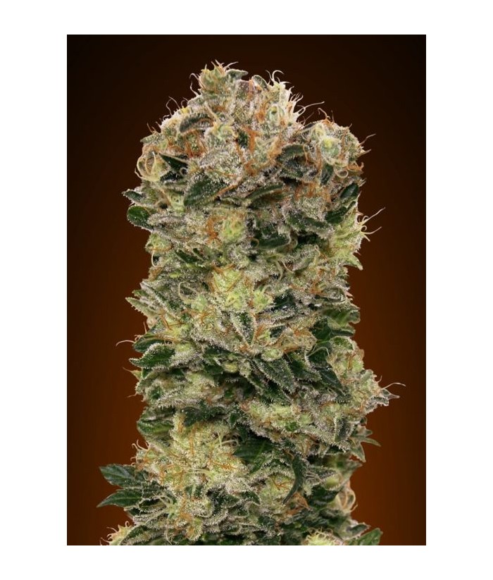 00 SEEDS AUTO SWEET SOMANGO 3UDS