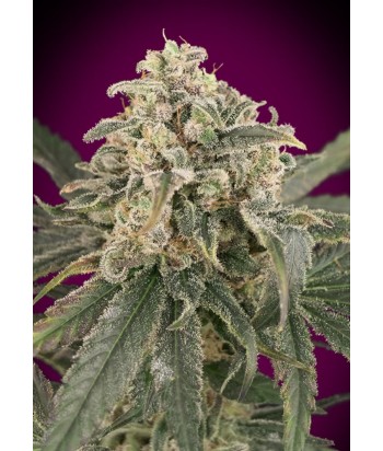 ADVANCED SEEDS AUTO AMNESIA XXL 4UDS