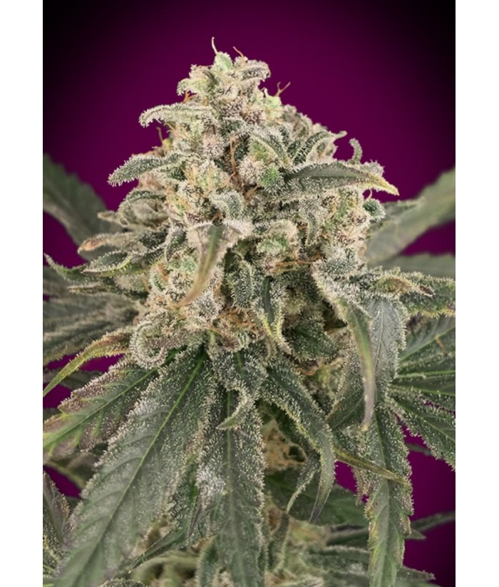 ADVANCED SEEDS AUTO AMNESIA XXL 4UDS