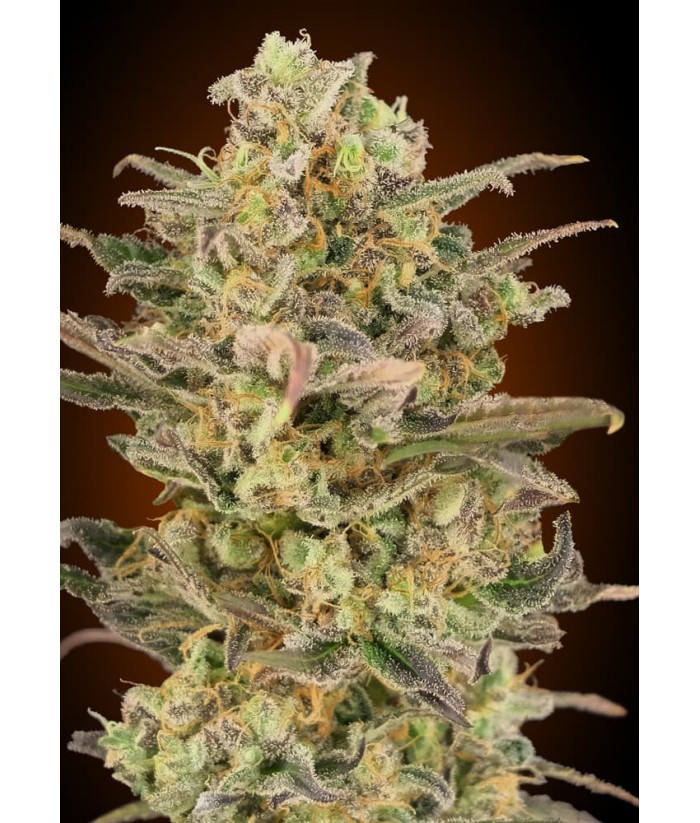 ADVANCED SEEDS FEM SOMANGO GLUE 4UDS