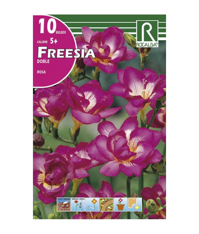 FREESIA DOBLE ROSA CAL 5  ROCALBA  UD 