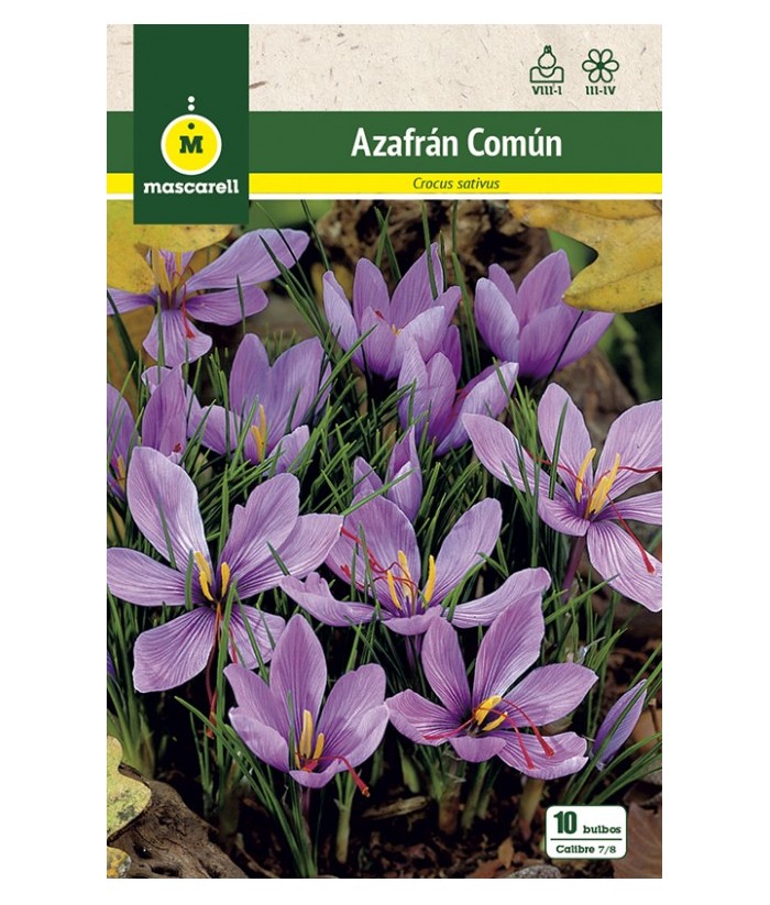 BULBO AZAFRAN COMÚN 5UDS CROCUS SATIVUS