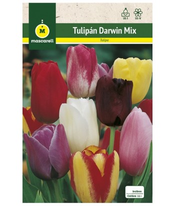 BULBO TULIPAN DARWIN MEZCLA COLORES 2UDS