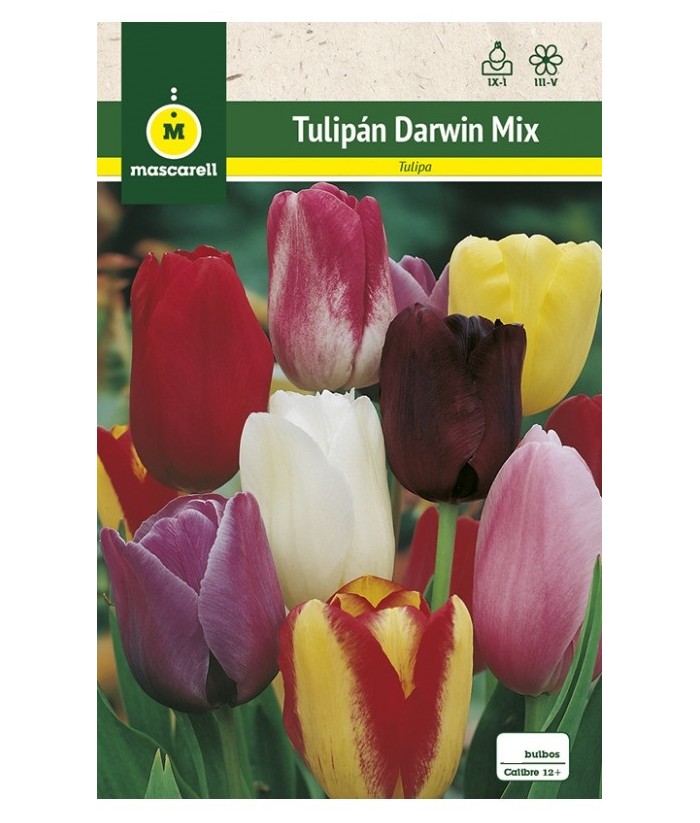 BULBO TULIPAN DARWIN MEZCLA COLORES 2UDS