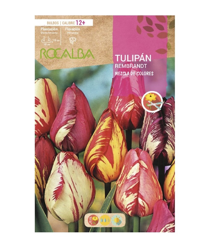 BULBO TULIPAN REMBRANT MEZCLA COLORES 2UDS