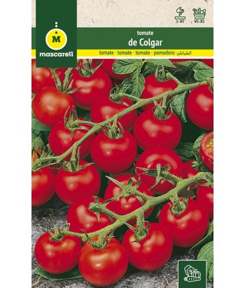 TOMATE DE COLGAR 1GR MASCARELL