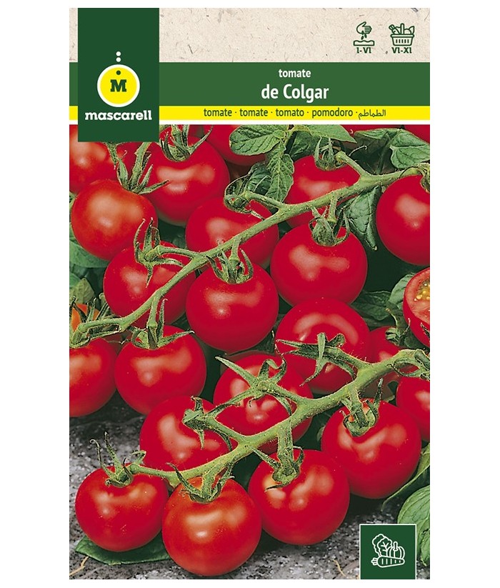 TOMATE DE COLGAR 1GR MASCARELL