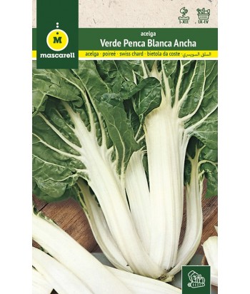 ACELGA VERDE PENCA ANCHA BLANCA 10GR MASCARELL