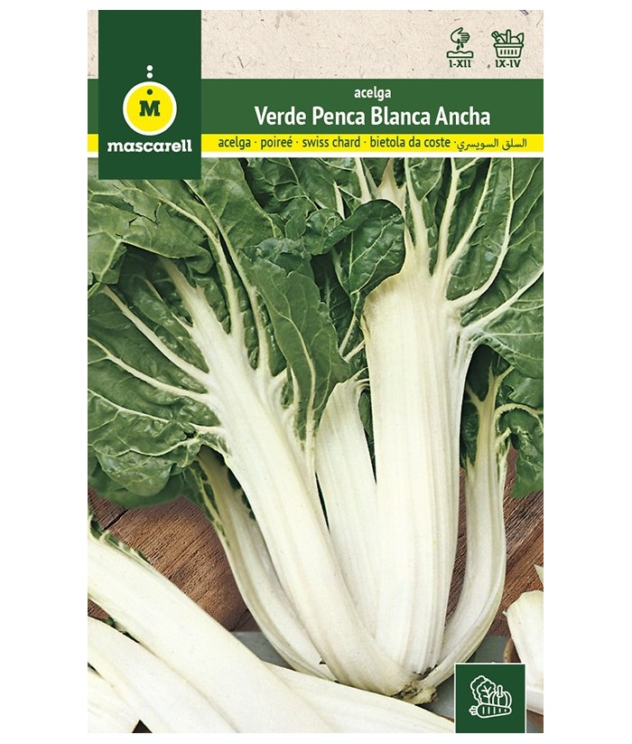 ACELGA VERDE PENCA ANCHA BLANCA 10GR MASCARELL