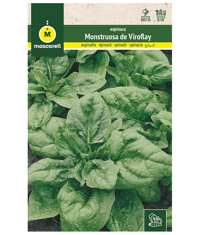 ESPINACA MOSNTRUOSA VIROFLAY 100GR MASCARELL