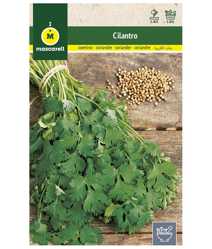 CILANTRO 10GR MASCARELL