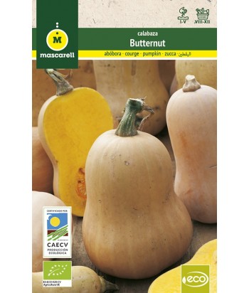 CALABAZA BUTTERNUT 3GR MASCARELL