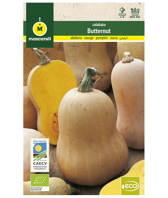 CALABAZA BUTTERNUT 3GR MASCARELL