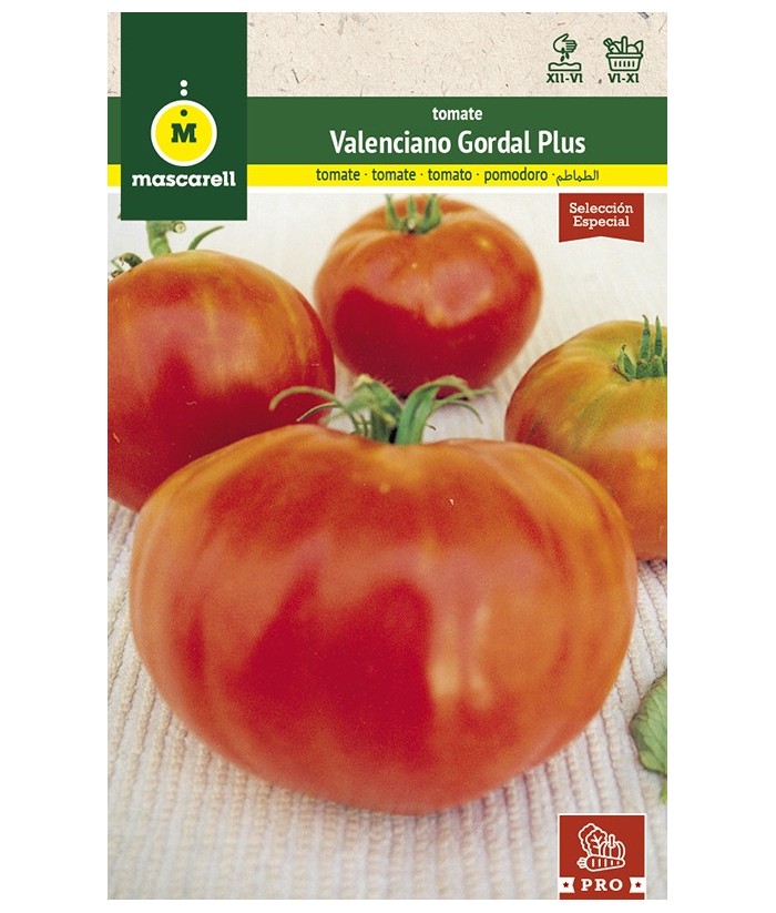 TOMATE VALENCIANO GORDAL 0 3GR