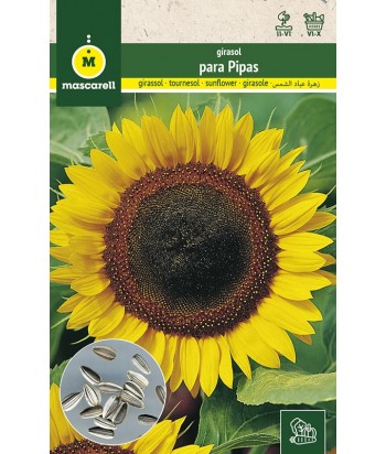 GIRASOL PARA PIPAS 10GR MASCARELL