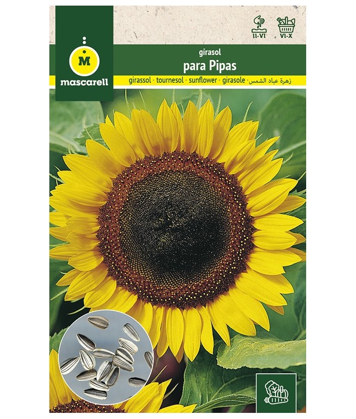 GIRASOL PARA PIPAS 10GR MASCARELL