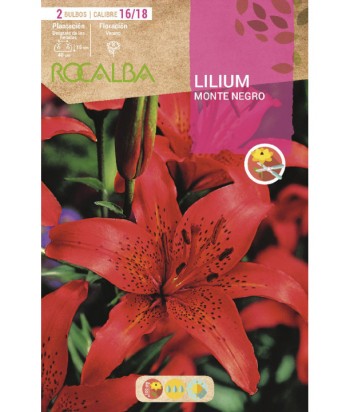 BULBO LILIUM MONTENEGRO BOLSA 2UDS ROCALBA